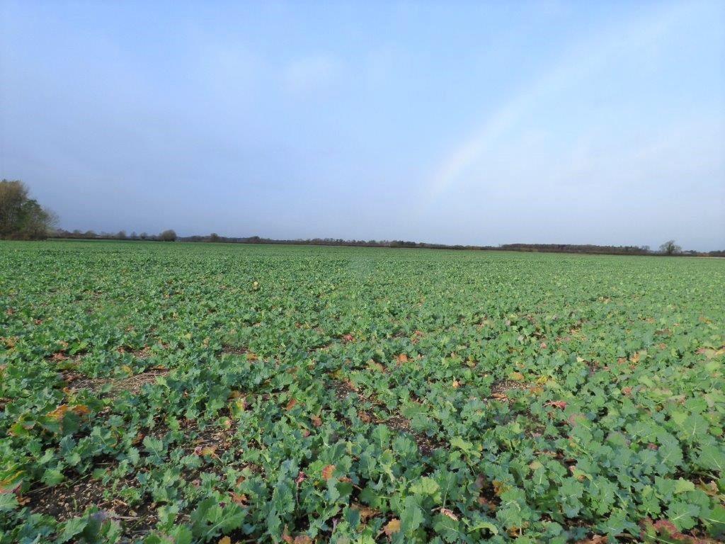 49.81 Acres (20.16 Ha) Arram Road & Old Road, Leconfield, Beverley, HU17 7NP